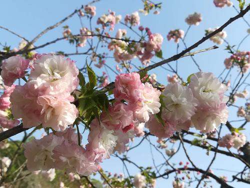 長(zhǎng)沙潯龍河櫻花谷、田漢文化園一日游