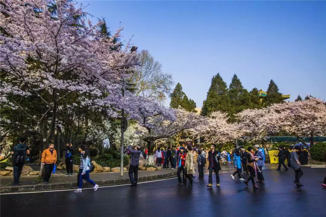 武漢磨山櫻花+戶部巷+楚河漢街+東湖聽(tīng)濤風(fēng)景區(qū)汽車兩日游